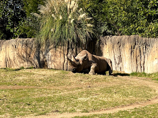 African Savanna at Fort Worth Zoo image 2