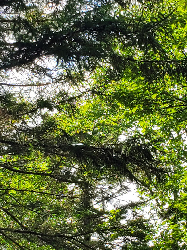 Disc Golf Course «Brewster Ridge Disc Golf Course», reviews and photos, 1239 Edwards Rd, Jeffersonville, VT 05464, USA