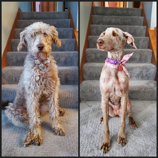 Pet Supply Store «Petco Animal Supplies», reviews and photos, 35 Waite Ave N, Waite Park, MN 56387, USA