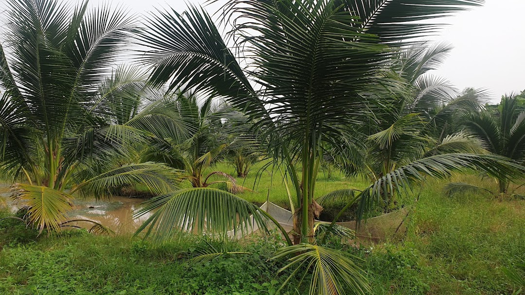 Vườn Dừa Tư Niên