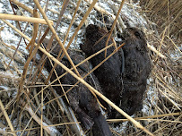 Wildlife Trapper Pro - Photo 7 - Car repair in Brooklyn, NY, New York