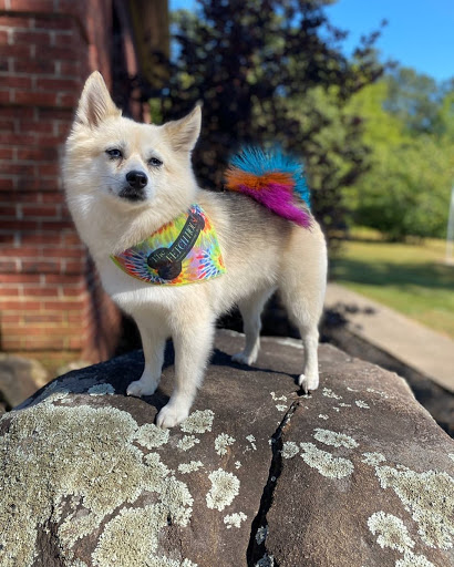 Pet Groomer «The Fetch House», reviews and photos, 130 W Washington St, Madison, GA 30650, USA