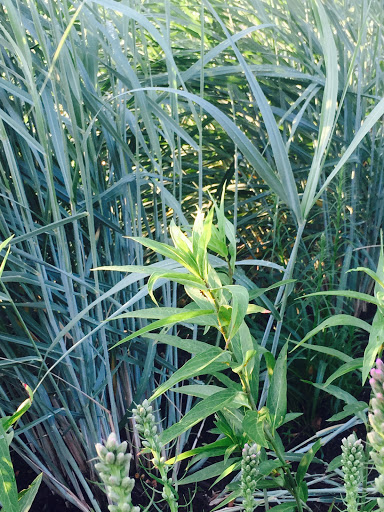 Art Museum «Wichita Art Museum», reviews and photos, 1400 Museum Blvd, Wichita, KS 67203, USA