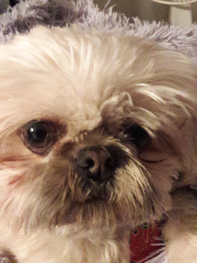 Pet Groomer «Weymouth Dog Shop», reviews and photos, 1192 Washington St, East Weymouth, MA 02189, USA