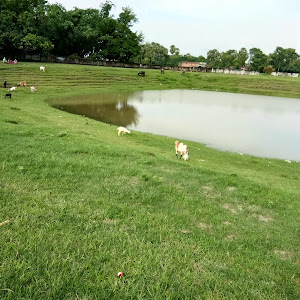Ammamauri Kabristan photo