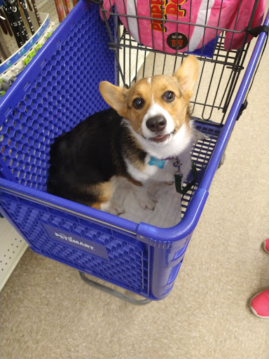 Pet Supply Store «PetSmart», reviews and photos, 156 Old Little Britain Rd, Newburgh, NY 12550, USA