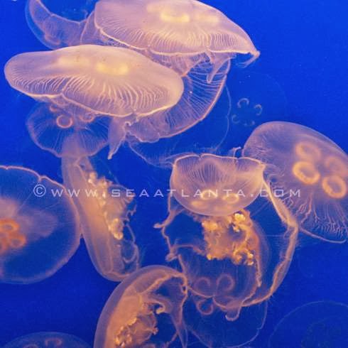 Tropical Fish Store «Southeast Aquariums», reviews and photos, 135 Stanley Ct #211, Lawrenceville, GA 30046, USA