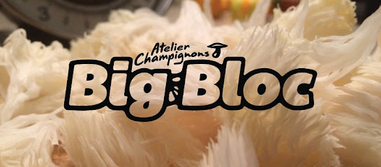 Big Bloc atelier champignons