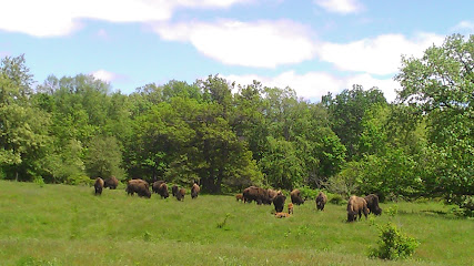 Hawkeye Buffalo & Cattle Ranch