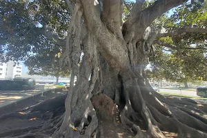 Moreton Bay Fig Tree image