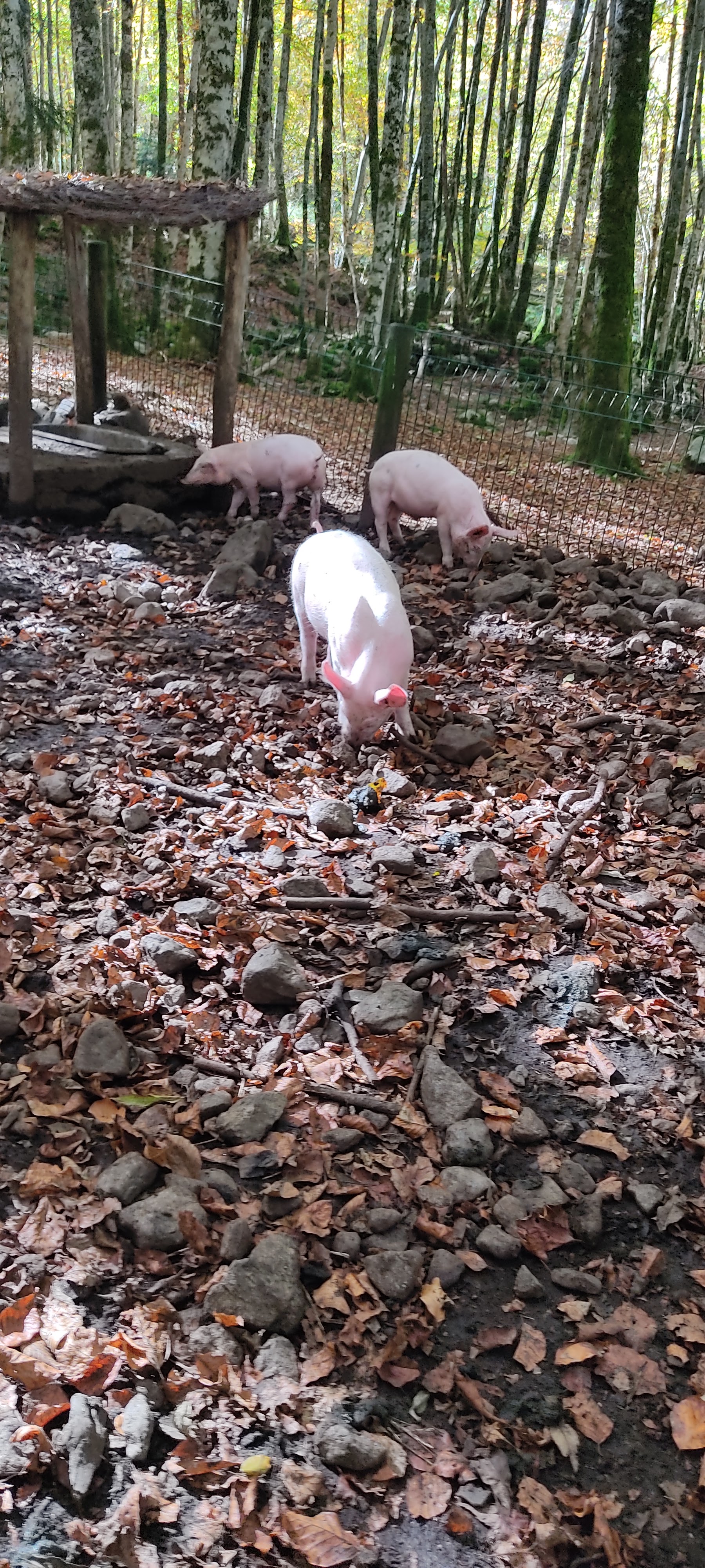 Photo n° 4 de l'avis de Galache.a fait le 27/10/2021 à 15:35