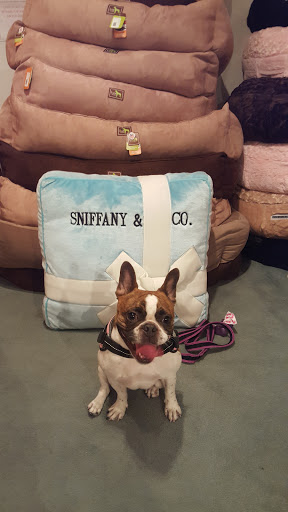 Pet Supply Store «Diggidy Dog», reviews and photos, Ocean Ave & Monte Verde St, Carmel-By-The-Sea, CA 93923, USA