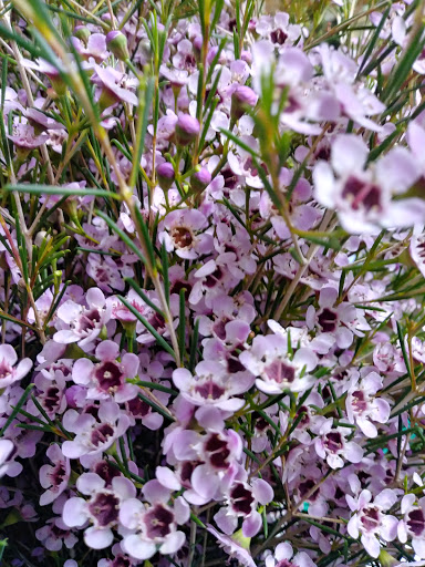 Florist «Heritage Florist & Gifts», reviews and photos, 1871 Slaughter Rd, Madison, AL 35758, USA