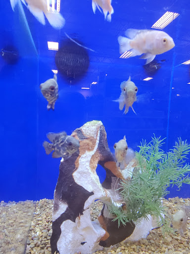 Pet Supply Store «PetSmart», reviews and photos, 1040 Cross Creek Dr, Saltillo, MS 38866, USA