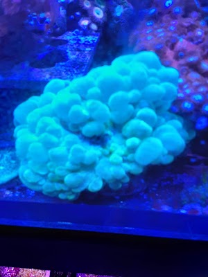 Treasures of the Sea - photo 73