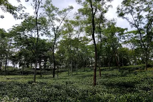 Karnafuli tea estate image
