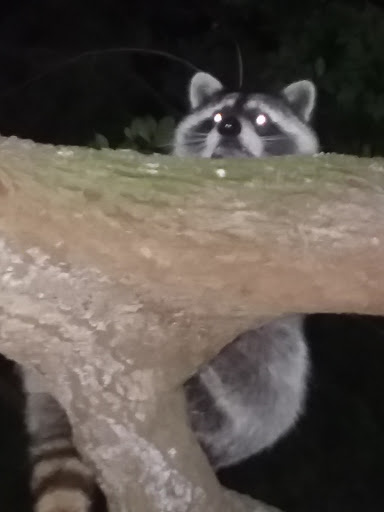 Park «Larry and Penny Thompson Park», reviews and photos, 12451 SW 184th St, Miami, FL 33177, USA