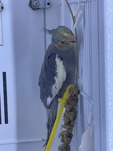 Pet Supply Store «Petco Animal Supplies», reviews and photos, 5994 Montana Ave, El Paso, TX 79925, USA