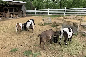 Gretta's Goats at Short Leg Farm image