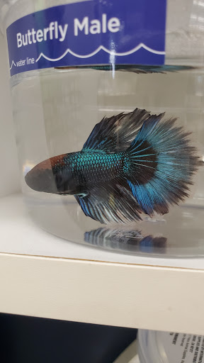 Pet Supply Store «Petco Animal Supplies», reviews and photos, 3774 N Federal Hwy, Lighthouse Point, FL 33064, USA