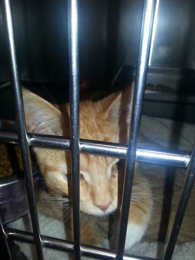 Pet Supply Store «PetSmart», reviews and photos, 3351 Jefferson Davis Hwy, Alexandria, VA 22305, USA