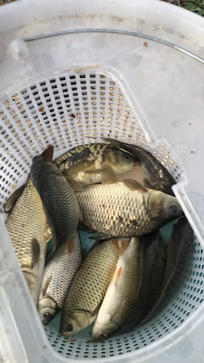 Pisciculture des Marais à Pleure