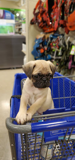 Pet Supply Store «PetSmart», reviews and photos, 1275 N Military Hwy, Norfolk, VA 23502, USA