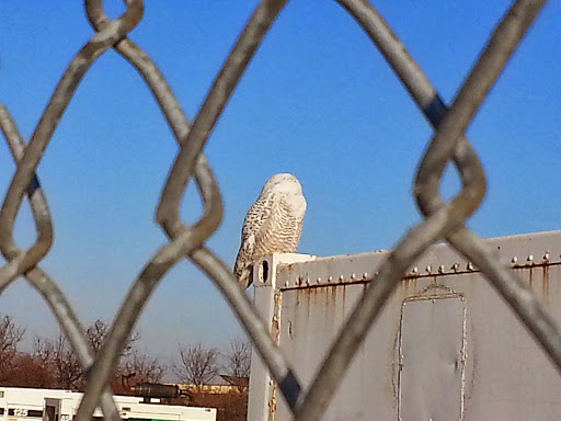 Public Golf Course «Marine Park Golf Course», reviews and photos, 2880 Flatbush Ave, Brooklyn, NY 11234, USA