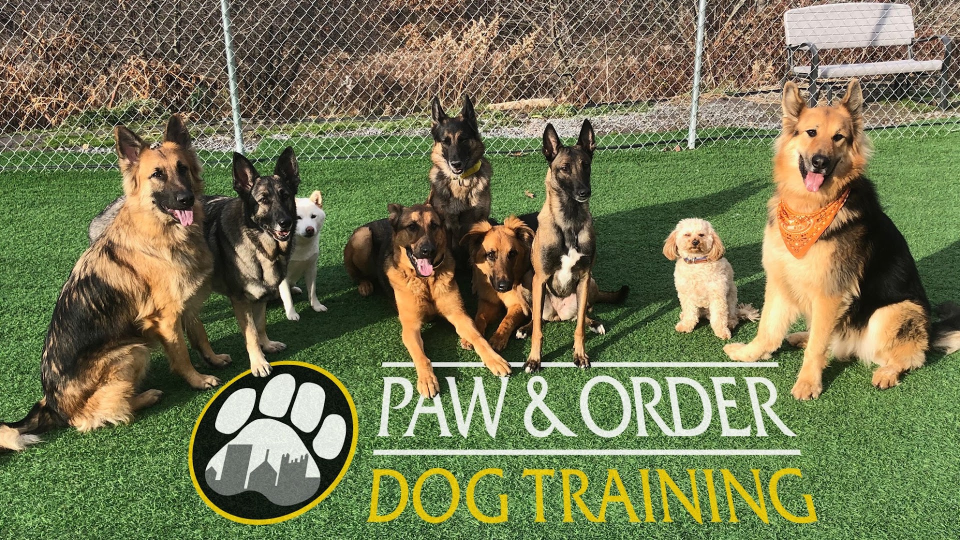 Paw & Order Dog Training