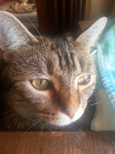 Pet Supply Store «Pet Supplies Plus», reviews and photos, 74-17 Grand Ave, Maspeth, NY 11378, USA