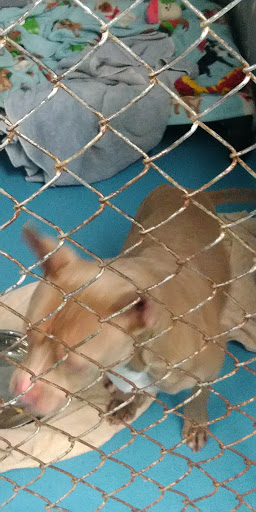 Animal Shelter «South Suburban Humane Society», reviews and photos