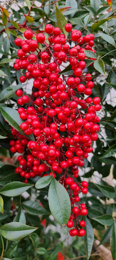 Produce Market «The Woodlands at Phillips», reviews and photos, 1020 Kaolin Rd, Kennett Square, PA 19348, USA