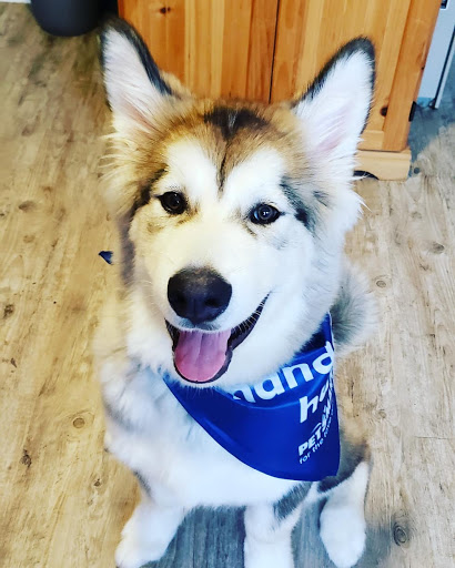 Pet Supply Store «PetSmart», reviews and photos, 181 Wilson Ave, Hanover, PA 17331, USA