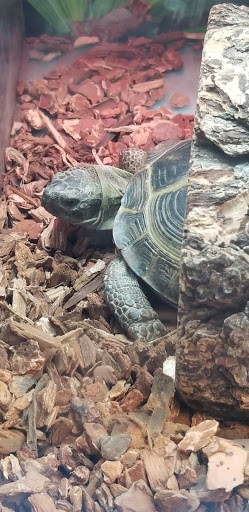 Pet Supply Store «PetSmart», reviews and photos, 19320 Nordhoff Way, Northridge, CA 91324, USA