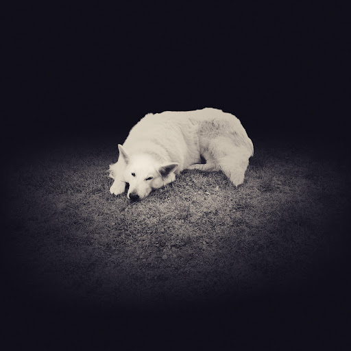 Tierarzt Bad Berneck unter Bad Berneck, 