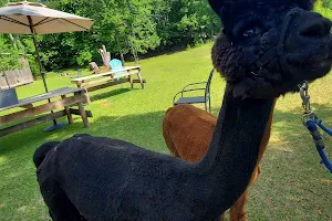 Buddy's Alpaca Farm image