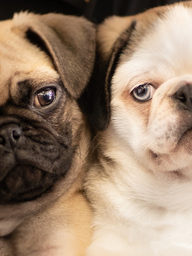 Pet Store «Petland of Plantation», reviews and photos, 801 S University Dr, Plantation, FL 33324, USA