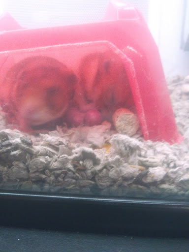 Pet Supply Store «Petco Animal Supplies», reviews and photos, 6425 Keizer Station Blvd, Keizer, OR 97303, USA