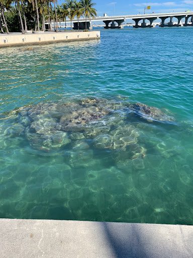 Park «Museum Park», reviews and photos, 1075 Biscayne Blvd, Miami, FL 33132, USA