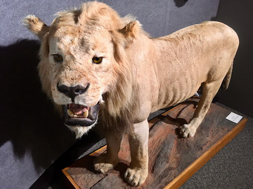 Museum «University of South Carolina :McKissick Museum», reviews and photos, 816 Bull St, Columbia, SC 29208, USA