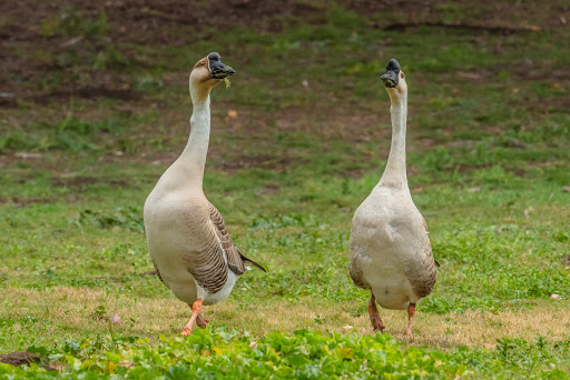 Park «Prado Regional Park», reviews and photos, 16700 Euclid Ave, Chino, CA 91708, USA