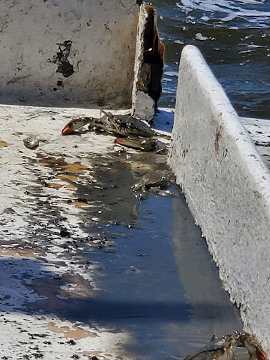 Cruise Agency «Biloxi Shrimping Trip», reviews and photos, 693 Beach Blvd, Biloxi, MS 39530, USA