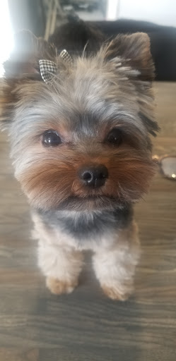 Pet Groomer «Pampered Pet Dog Grooming Shop», reviews and photos, 711 Pleasant St, Paxton, MA 01612, USA