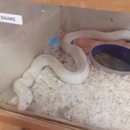 Reptile Store «Shedskin Reptile», reviews and photos, 1005 E Pescadero Ave #191, Tracy, CA 95304, USA