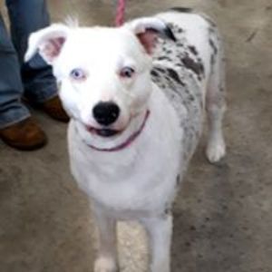 Pet Supply Store «All Pet & Equine Supply», reviews and photos, 1120 Porter Wagoner Blvd, West Plains, MO 65775, USA