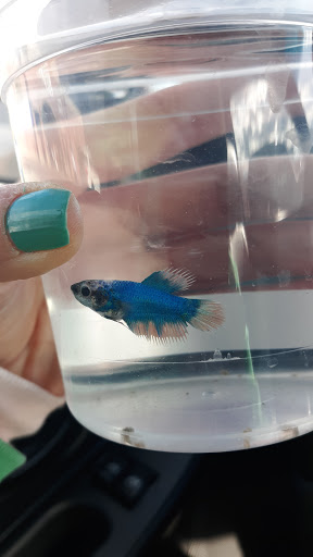 Pet Supply Store «PetSmart», reviews and photos, 3425 Amelia Dr, Orchard Park, NY 14127, USA