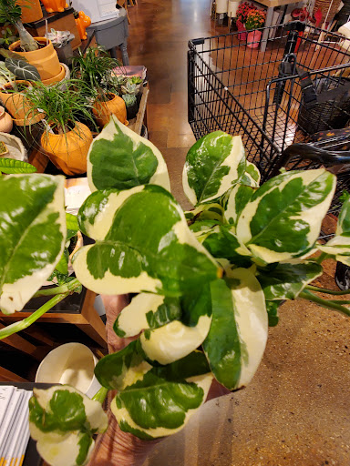 Grocery Store «Harmons», reviews and photos, 7755 700 E, Midvale, UT 84047, USA