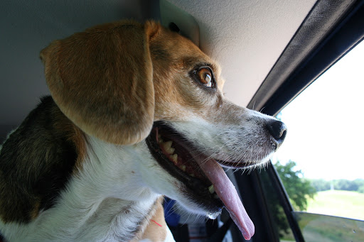 State Park «Vicksburg National Military Park», reviews and photos, 3201 Clay St, Vicksburg, MS 39183, USA