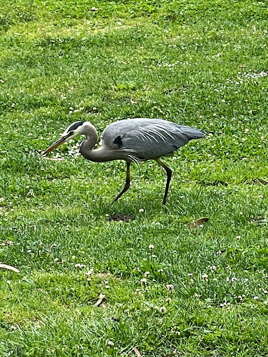 Disc Golf Course «Golden Gate Park Disc Golf Course», reviews and photos, 99 Marx Meadow Dr, San Francisco, CA 94121, USA