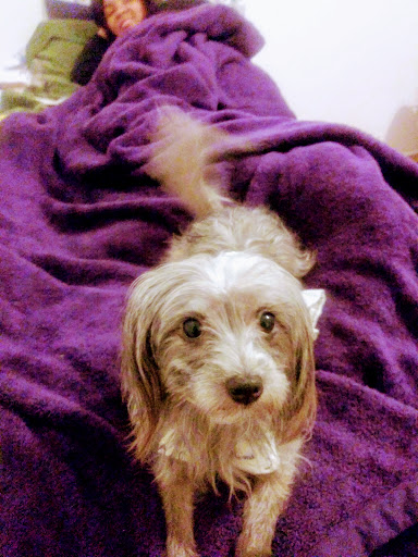 Pet Supply Store «PetSmart», reviews and photos, 4500 Mitchellville Rd, Bowie, MD 20716, USA